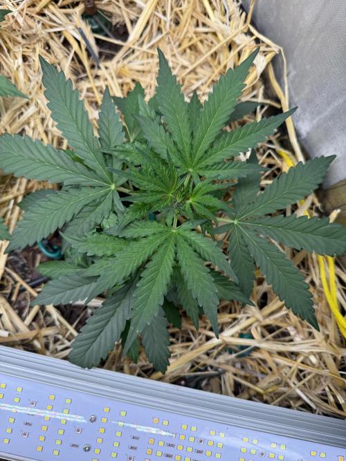 Space Cookie Auto. Week 3