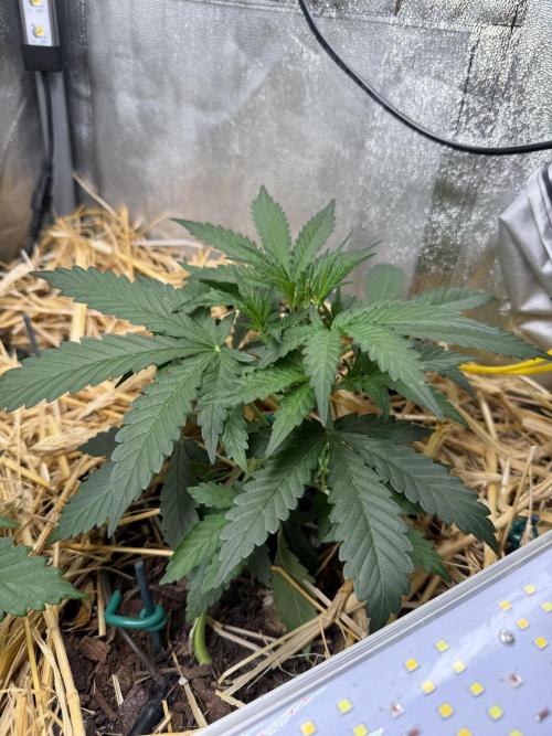 Space Cookie Auto. Week 3