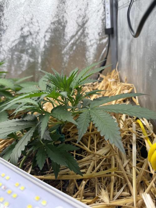 Space Cookie Auto. Week 3