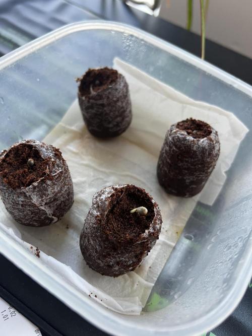 Space Cookie Auto. Week 0