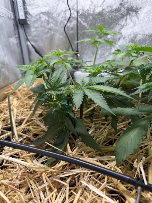 Purple Mango Kush. Week 4