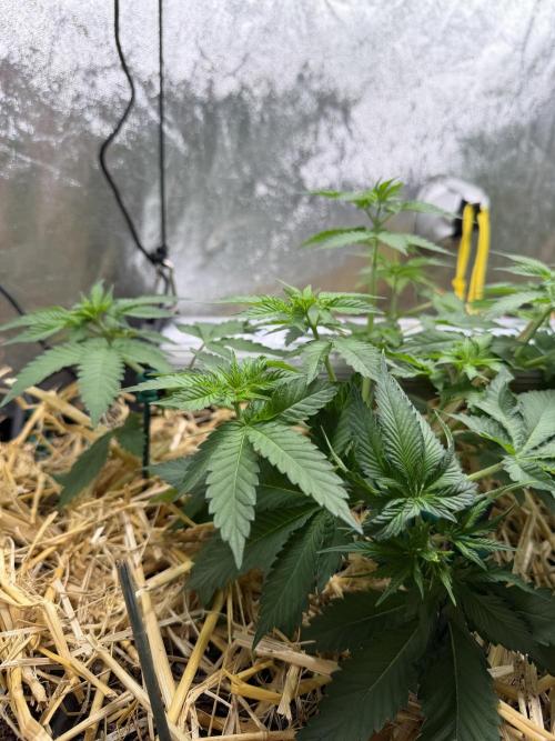 Purple Mango Kush. Week 4