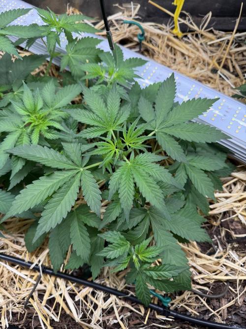 Space Cookie Auto. Week 4