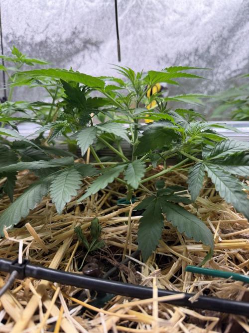 Space Cookie Auto. Week 4