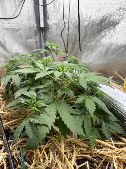 Space Cookie Auto. Week 4