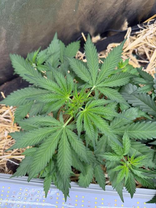 Space Cookie Auto. Week 4