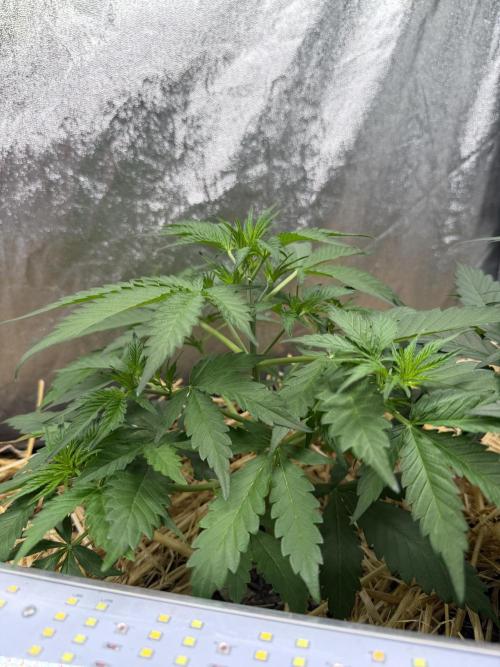 Space Cookie Auto. Week 4