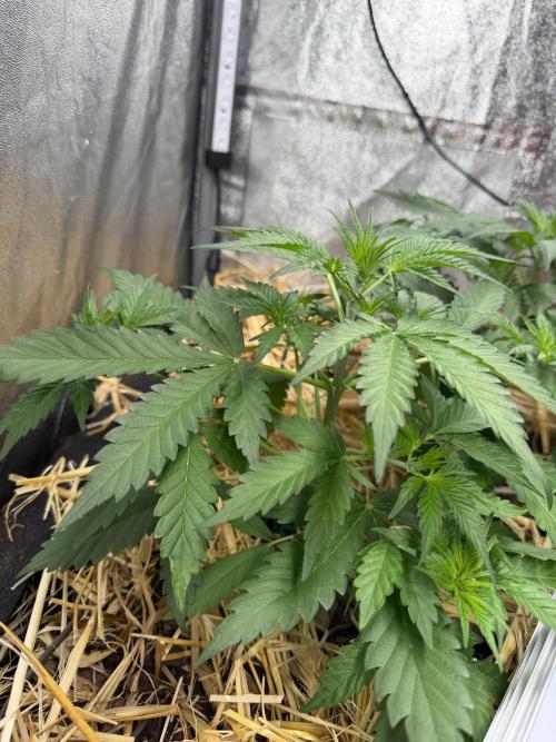 Space Cookie Auto. Week 4