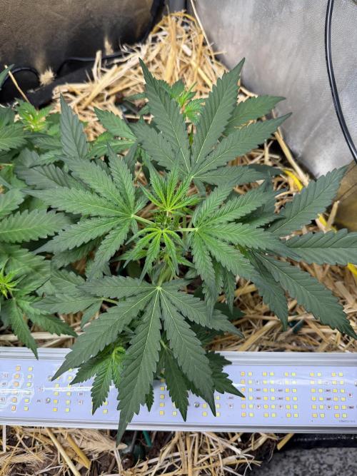 Space Cookie Auto. Week 4