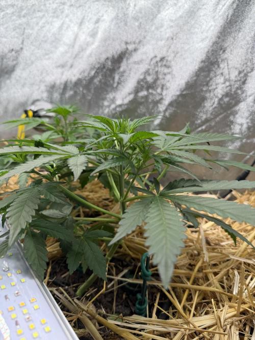 Space Cookie Auto. Week 4