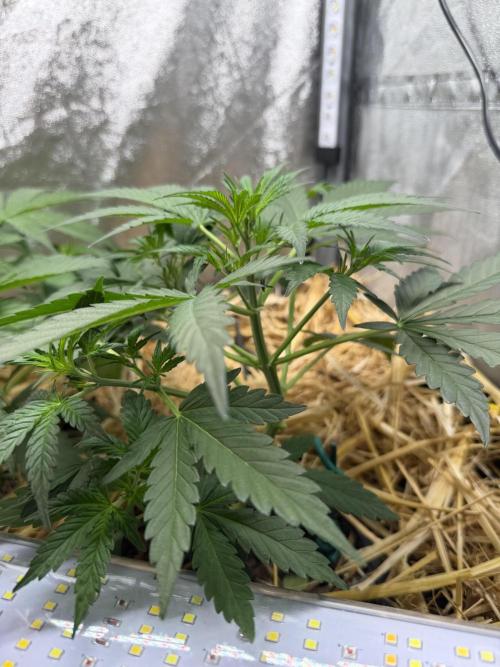 Space Cookie Auto. Week 4