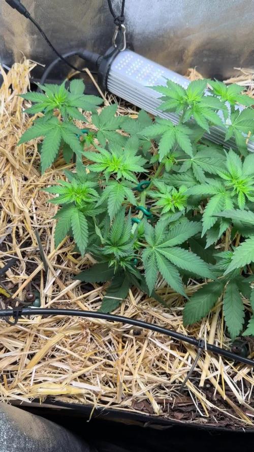 Space Cookie Auto