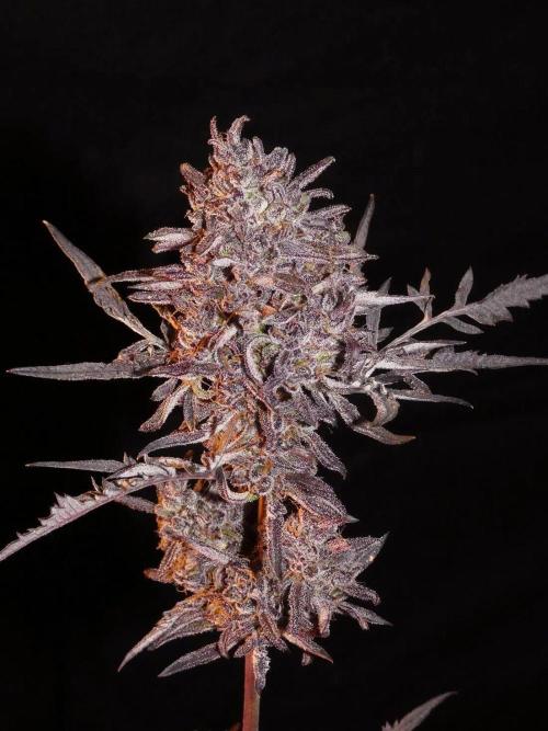 Khalifa Genetica Purple FreakShow. Week 0