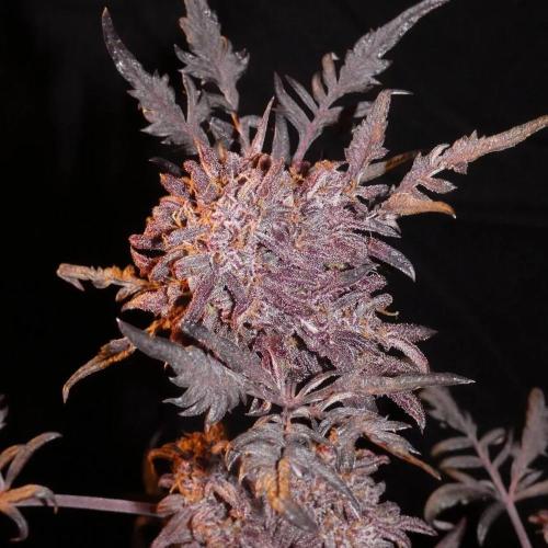 Khalifa Genetica Purple FreakShow. Week 0