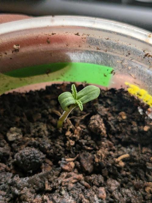 Khalifa Genetica Purple FreakShow. Week 1
