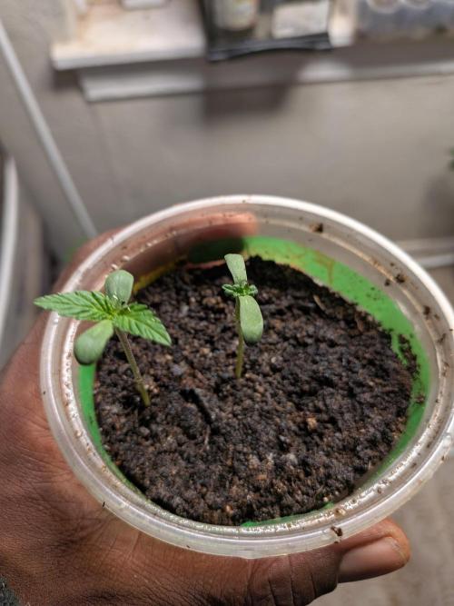 Khalifa Genetica Purple FreakShow. Week 2
