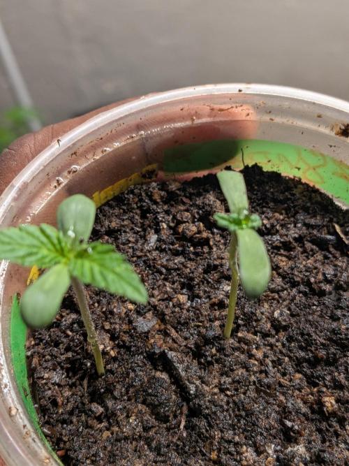 Khalifa Genetica Purple FreakShow. Week 2