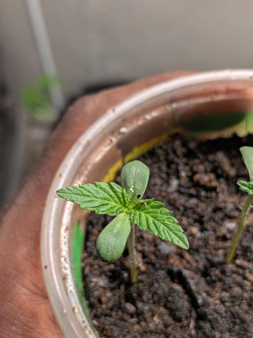 Khalifa Genetica Purple FreakShow. Week 2