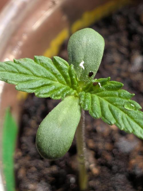 Khalifa Genetica Purple FreakShow. Week 2