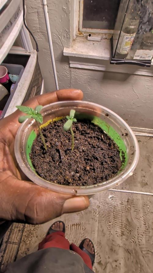 Khalifa Genetica Purple FreakShow. Week 2