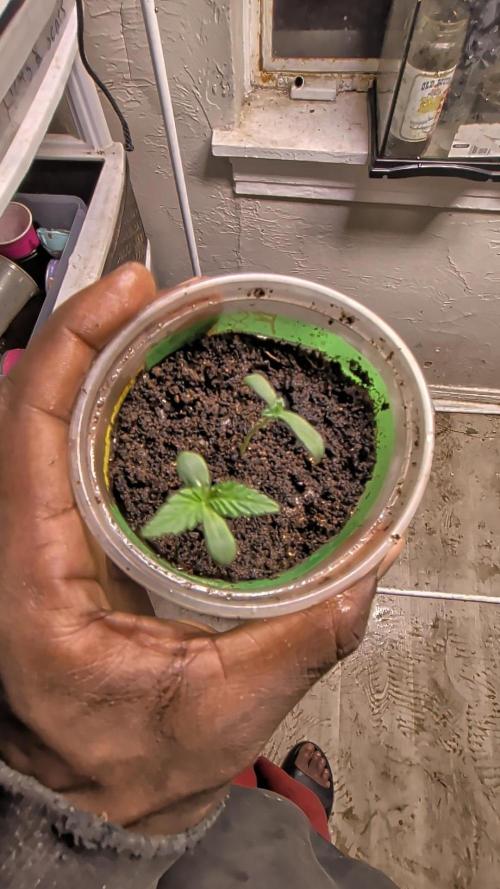 Khalifa Genetica Purple FreakShow. Week 2