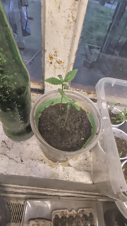 Khalifa Genetica Purple FreakShow. Week 3