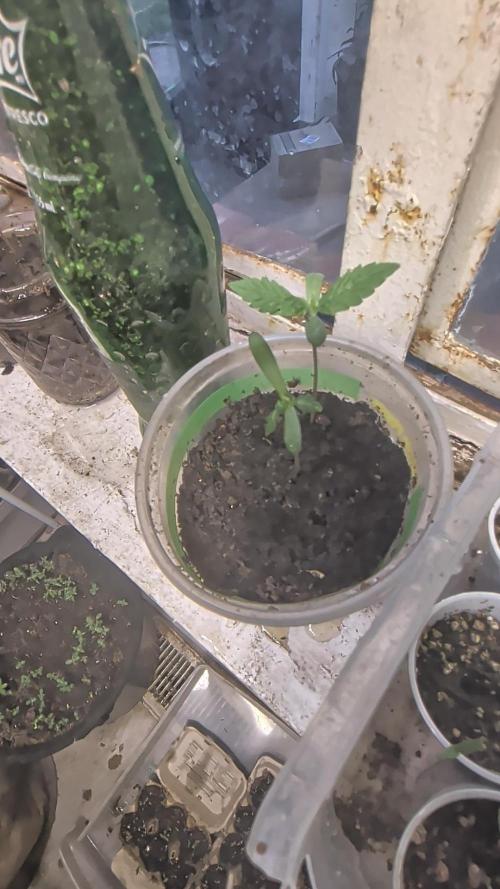 Khalifa Genetica Purple FreakShow. Week 3