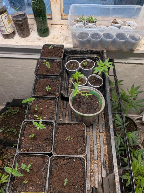 Khalifa Genetica Purple FreakShow. Week 3