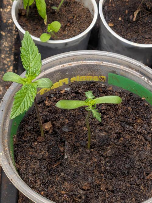 Khalifa Genetica Purple FreakShow. Week 3