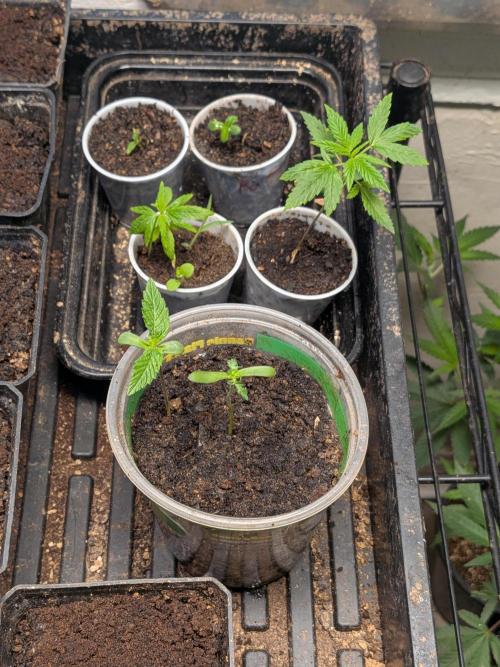 Khalifa Genetica Purple FreakShow. Week 3
