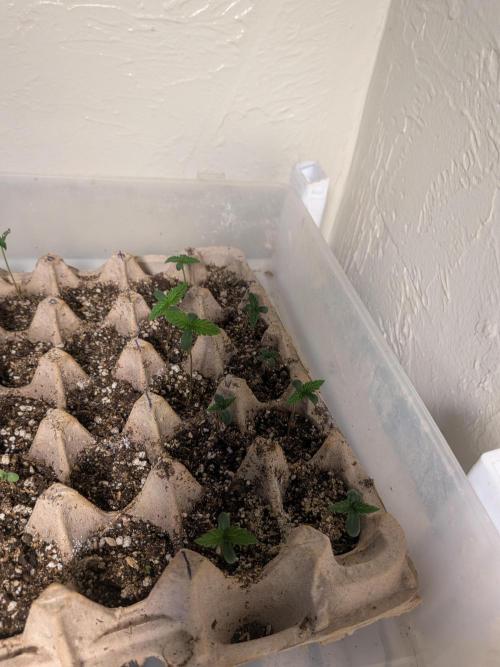 Mtzion Seed Cooperative Roger #1. Week 2