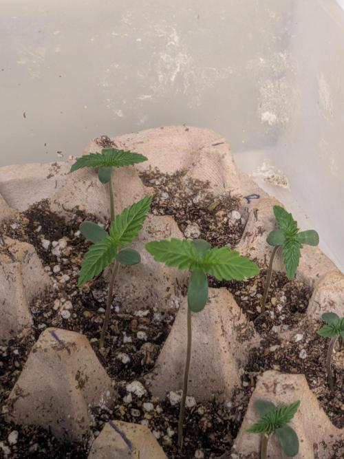 Mtzion Seed Cooperative Roger #1. Week 2