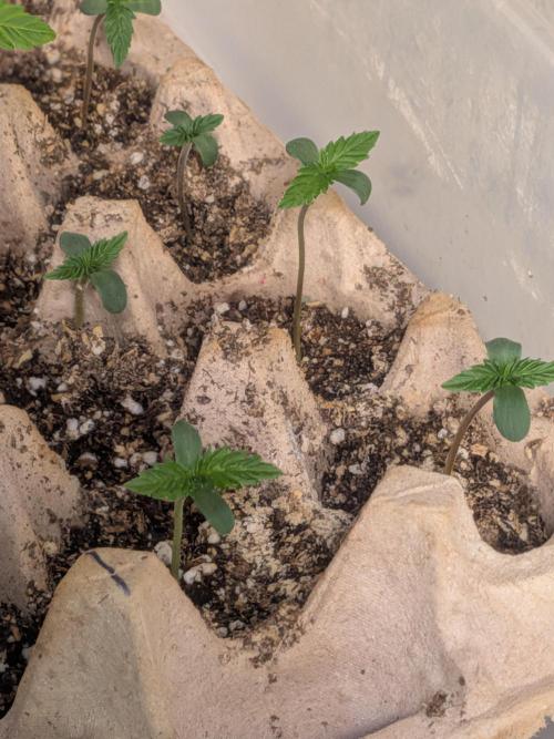 Mtzion Seed Cooperative Roger #1. Week 2