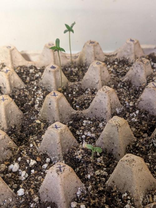Mtzion Seed Cooperative Roger #1. Week 2