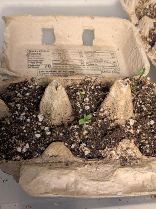 Mtzion Seed Cooperative Roger #1. Week 2