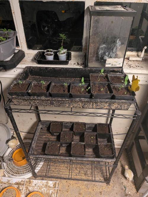 Mtzion Seed Cooperative Roger #1. Week 2