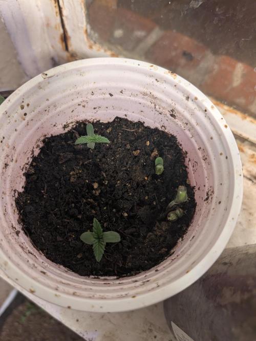 Mtzion Seed Cooperative Roger #1. Week 2