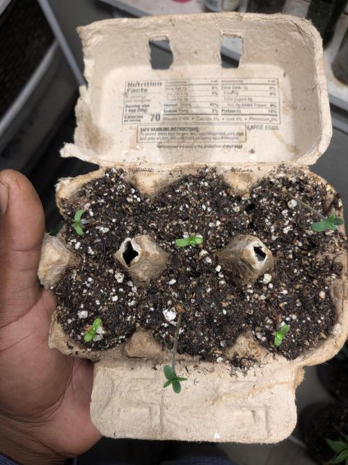 Mtzion Seed Cooperative Roger #1. Week 2