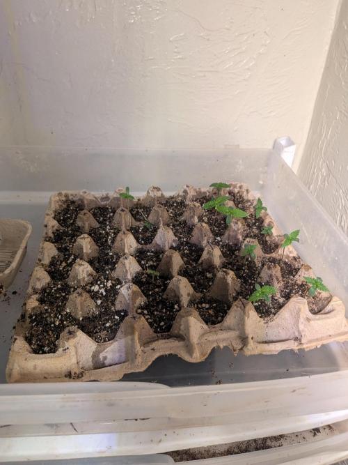 Mtzion Seed Cooperative Roger #1. Week 2