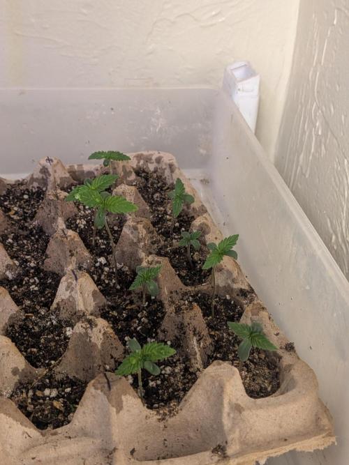 Mtzion Seed Cooperative Roger #1. Week 2