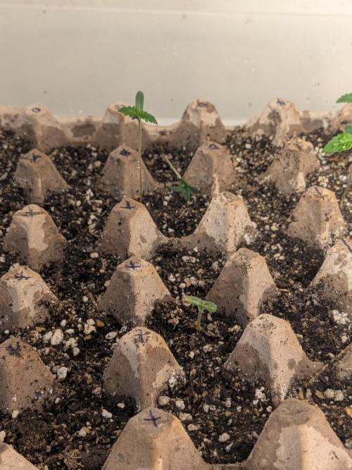 Mtzion Seed Cooperative Roger #1. Week 2
