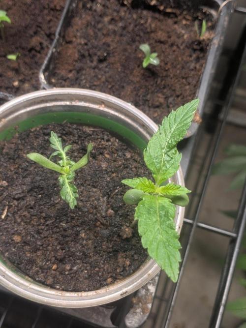 Khalifa Genetica Purple FreakShow. Week 4
