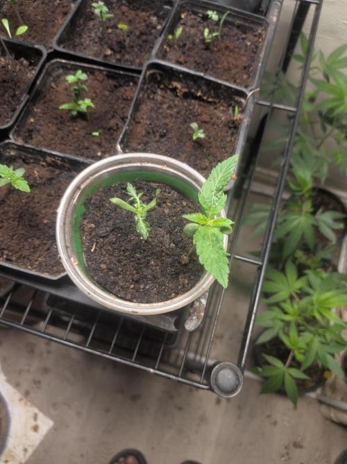 Khalifa Genetica Purple FreakShow. Week 4