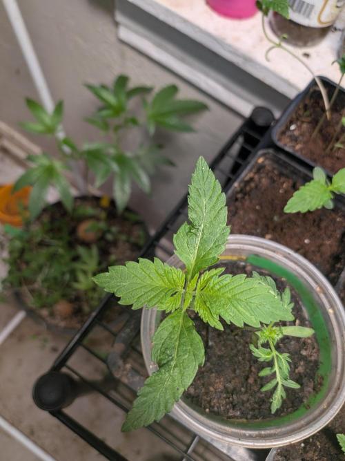 Khalifa Genetica Purple FreakShow. Week 4