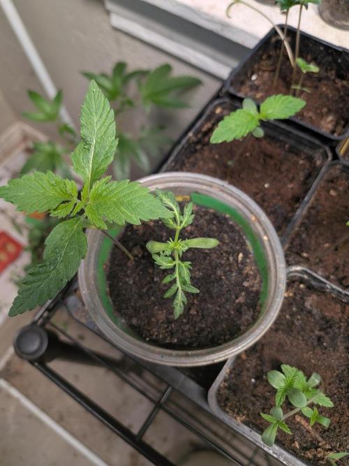 Khalifa Genetica Purple FreakShow. Week 4