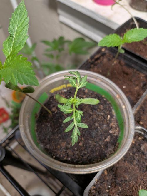 Khalifa Genetica Purple FreakShow. Week 4