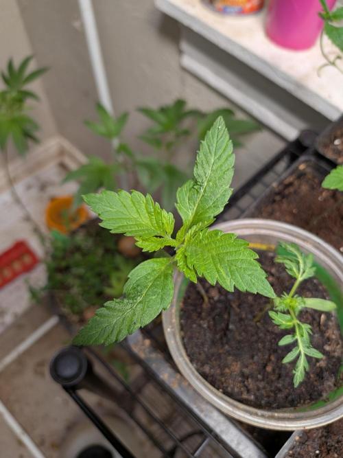 Khalifa Genetica Purple FreakShow. Week 4
