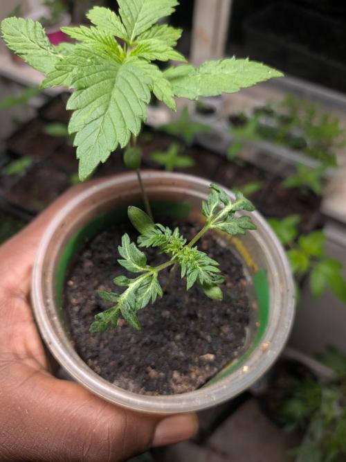 Khalifa Genetica Purple FreakShow. Week 4