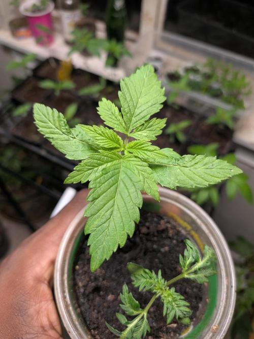 Khalifa Genetica Purple FreakShow. Week 4