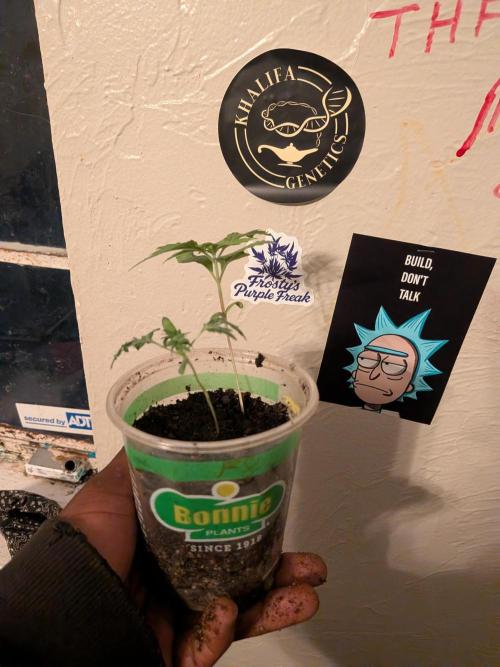 Khalifa Genetica Purple FreakShow. Week 4